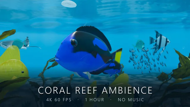 Thumbnail of the first film: a blue tang close up on the reef, titled Coral Reef Ambience, 4K 60 fps, 1 hour, no music
